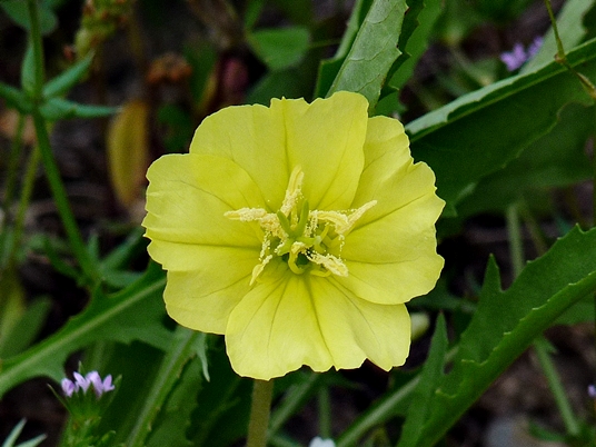 {Oenothera triloba}